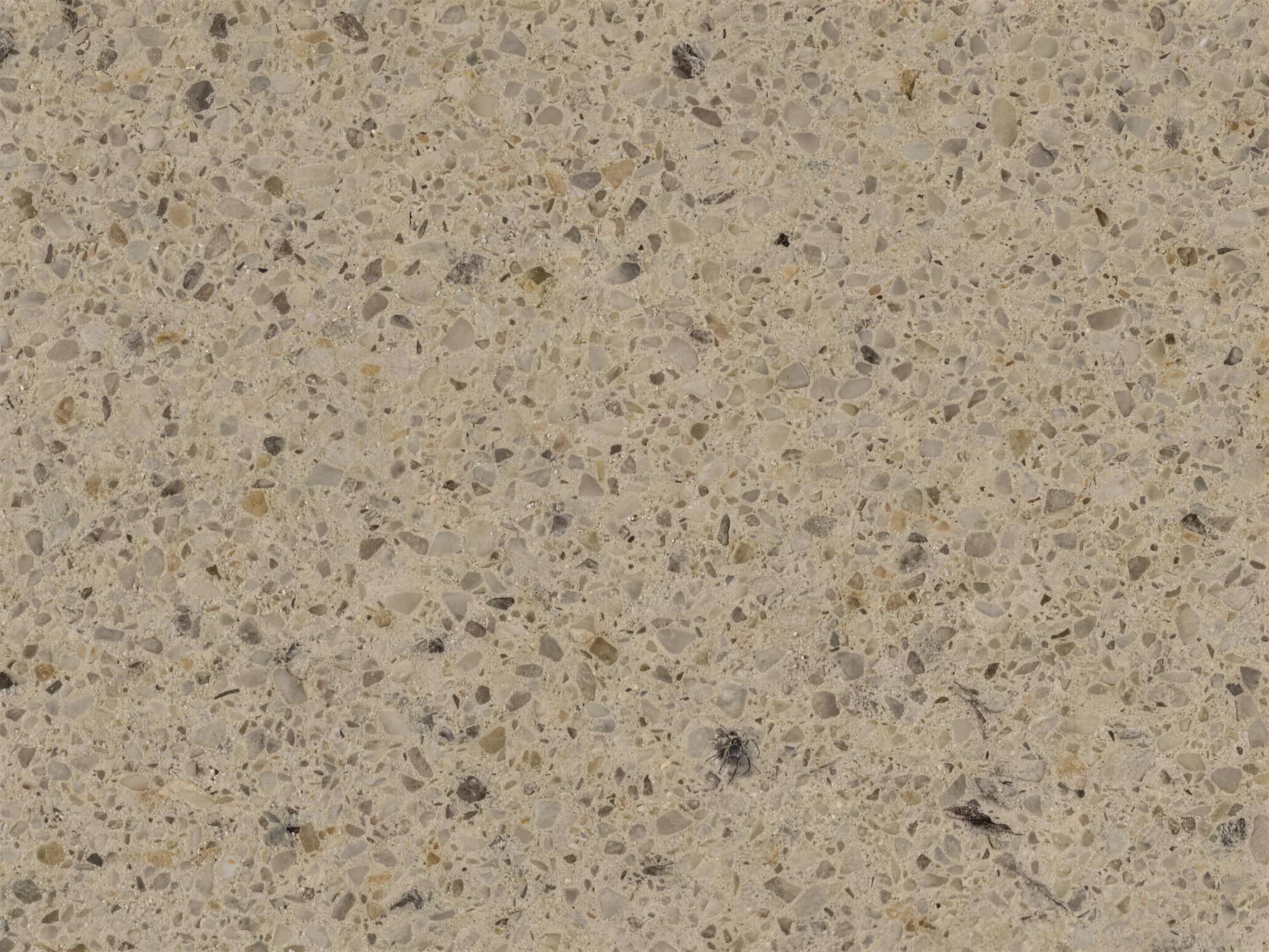 Toasted Almond - Series 3